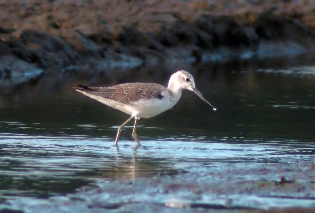 アプローチシャンクの原因とその対策は？