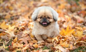 ピッチエンドランの打ち方に必要なコツは？